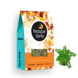 Bhumi-amla (Phyllanthus niruri)